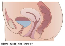 Normal functioning anatomy